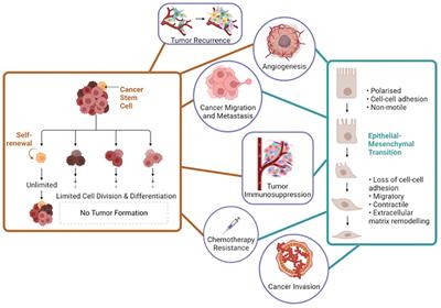 The correlation between cancer stem cells and epithelial-mesenchymal transition: molecular mechanisms and significance in cancer theragnosis